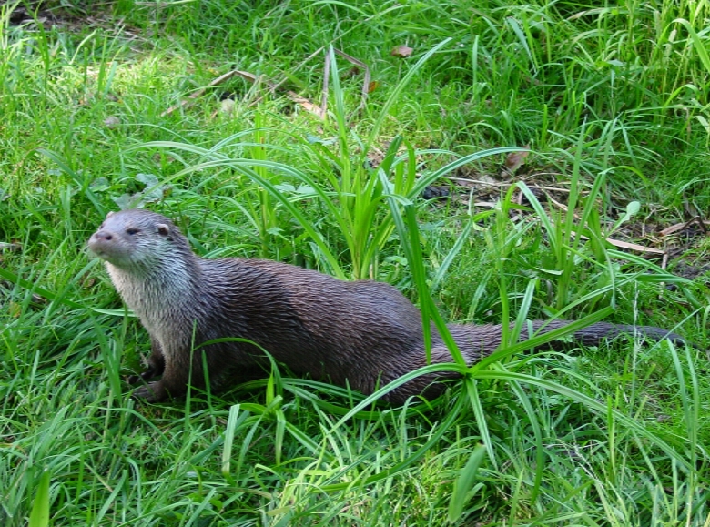 vydra.jpg