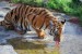 260px-Panthera_tigris_amoyensis.jpg